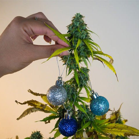 7 Weed Decorations and Ornaments for Christmas