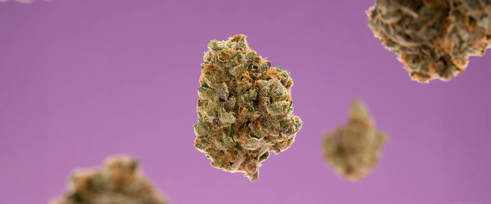 Beginner’s Bud: Best Cannabis Strains for New Users