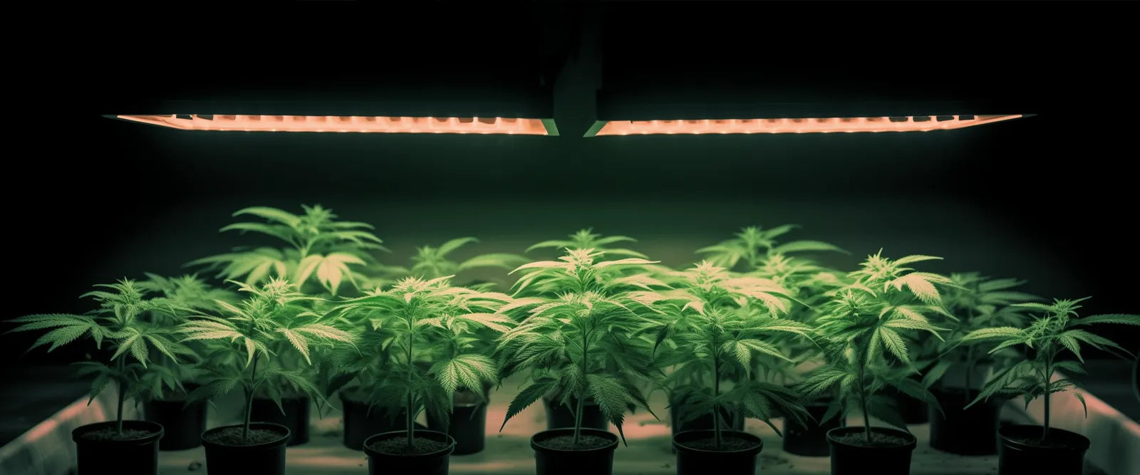 The 3 Best LED Grow Lights on Amazon That Don't Suck