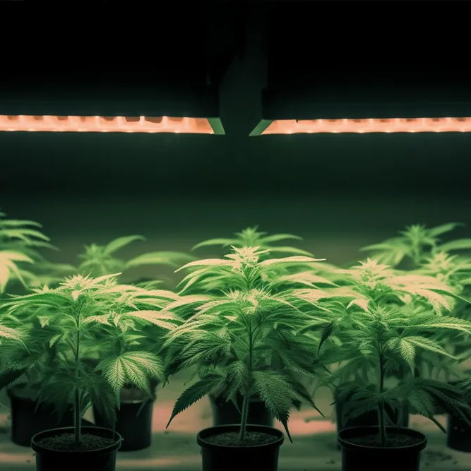 The 3 Best LED Grow Lights on Amazon That Don't Suck