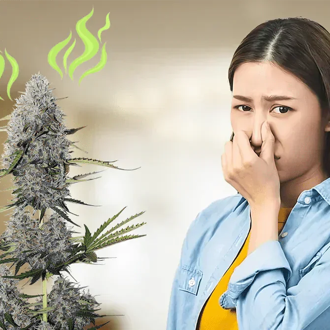 How To Remove Weed Smell: Methods That Work