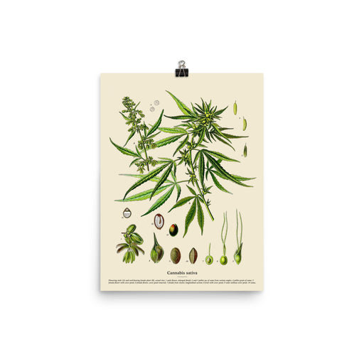 12×16 inch vintage Cannabis Sativa botanical poster featuring detailed scientific illustrations on a white background.