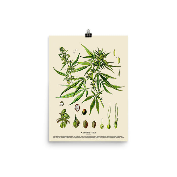 12×16 inch vintage Cannabis Sativa botanical poster featuring detailed scientific illustrations on a white background.