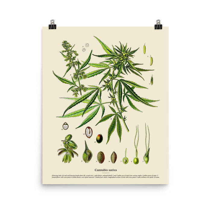 16×20 inch poster print of Cannabis Sativa in antique botanical style with labeled parts, shown on white background.