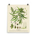 16×20 inch poster print of Cannabis Sativa in antique botanical style with labeled parts, shown on white background.