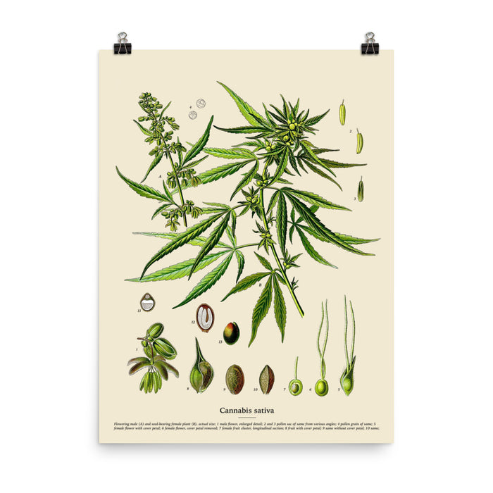 18×24 inch Cannabis Sativa botanical chart print featuring vintage plant illustration and labeling, on clean white backdrop.