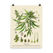 18×24 inch Cannabis Sativa botanical chart print featuring vintage plant illustration and labeling, on clean white backdrop.