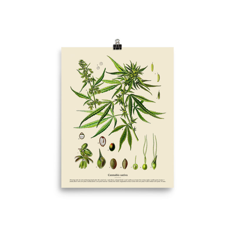 8×10 inch poster of a vintage botanical illustration of the Cannabis Sativa plant with labeled parts, on white background.
