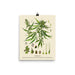 8×10 inch poster of a vintage botanical illustration of the Cannabis Sativa plant with labeled parts, on white background.