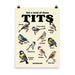 Funny illustrated poster showing various types of birds labeled as "tits."